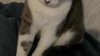 Little Making Biscuits