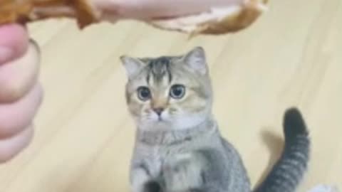 Cute Cats Beg for Chicken
