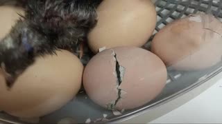 Watch a baby chick hatch