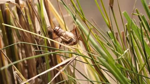 Hairworms eat cricket alive, and then control its' mind