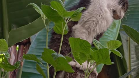 happy cat in tree