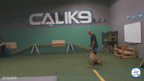 Modern dog training