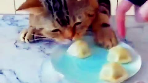 Funny Cat video Eating Momo 🤣🤣🤣🤣