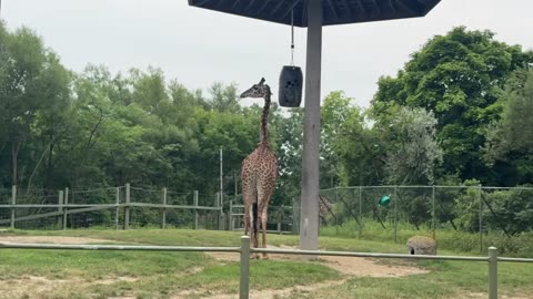 Toronto zoo giraffes