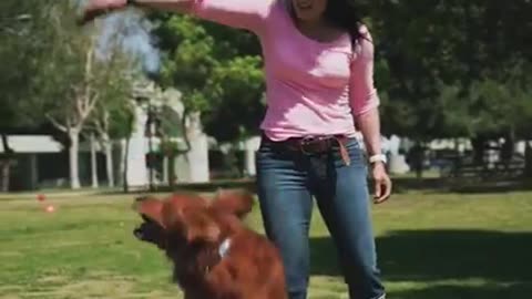 Dog Training skill In a Fun way