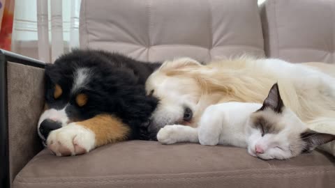 Bernese Mountain Dog Puppy Sleeps with Golden Retriever and Kitten