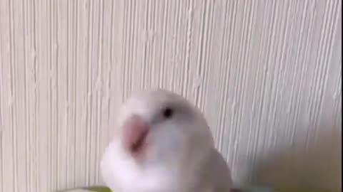 Funny animal video😂