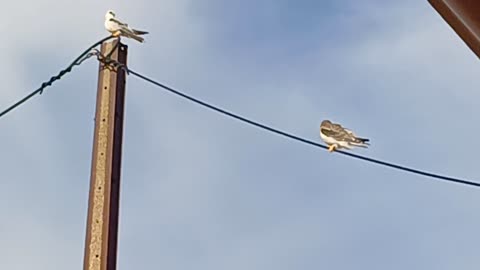 Daylight Owls on power line.