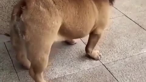 Funny Dogs shorts ♥️😂