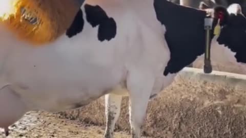 Massage a cow