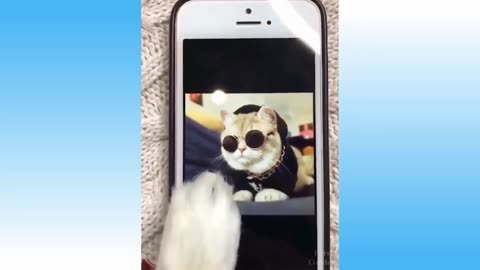 Funny Cute Cat video, Cats playing #funnyvideo #catvideo #cutecats