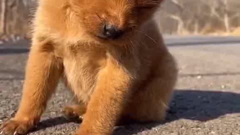 Super cute puppy 😍🥰