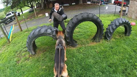 German Shepherd protection work.