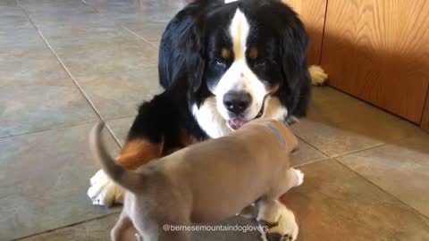 Bernese Mountain Dog preciously befriends 4-week-old puppy