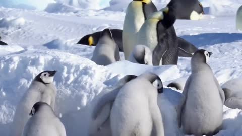 Emperor penguin chicks eating snow 🍧