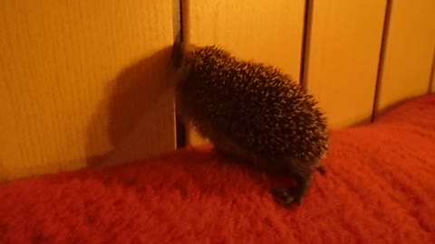 Kleiner Igel auf Erkundungstour