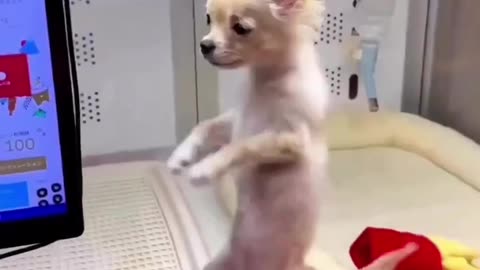 Funny dogs dancing videos