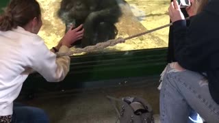 Chimpanzee Asking Girl to Scroll Her Phone