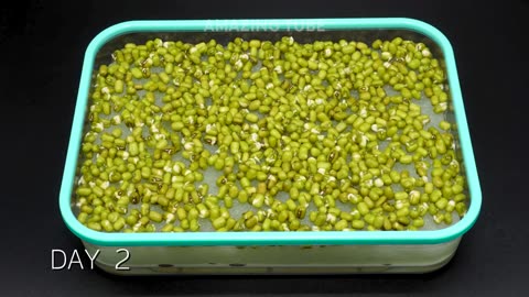 Growing Sprouts & Microgreens Without Soil Compilation - Timelapse