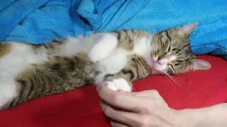 Cat ASMR, Cat Videos