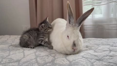 Baby Kitten Plays with Giant Rabbit