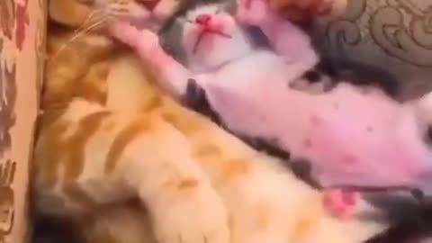 Cat funny video interesting video funny video