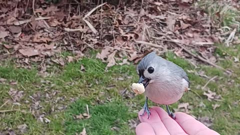 Titmouse flying