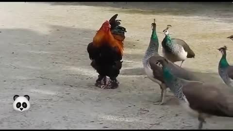 funny animal fight with roaster🐔Best video