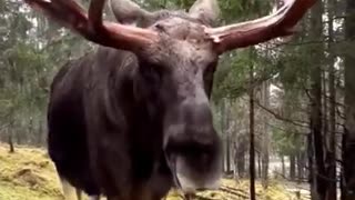 Giant moose walks up to a car out in the woods.