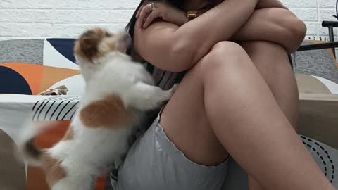 Pup Reacts to Owner's Fake Crying