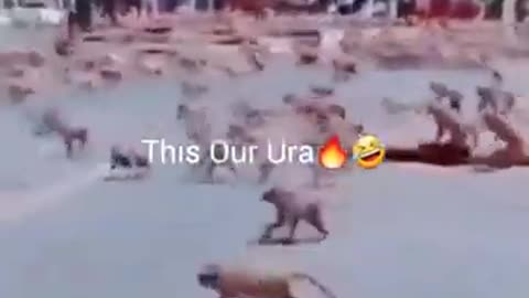 monkey vs dog fights