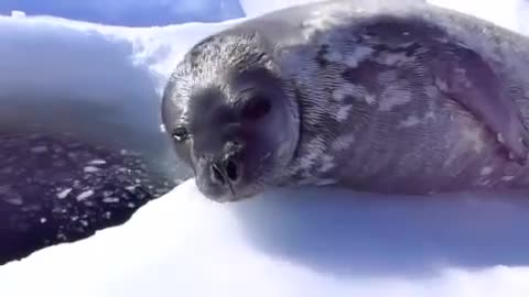 Crybaby Learns to Swim