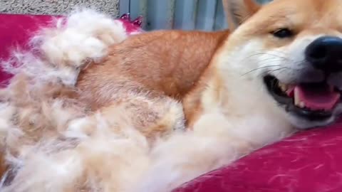 Here comes the original video of Da Huang brushing its fur, super relaxing!