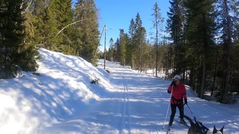 Norveç doğasi. Kış mevsimi, kış sporlari, Norvecte yaşam.Turk aile, Husky köpek, sibirya kurdu