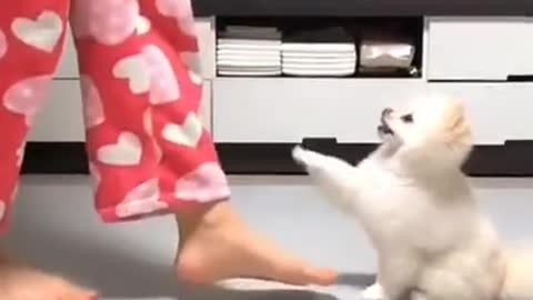 Dog dancing | cute dog dancing | baby dog dancing