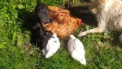 Luna the shepherd of chickens ;-)