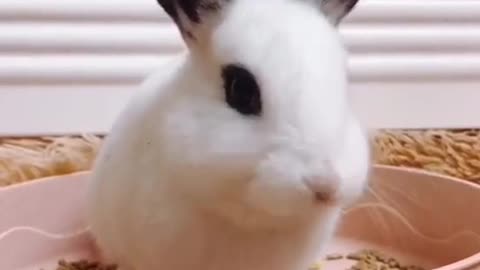 A rabbit with its own eyeliner