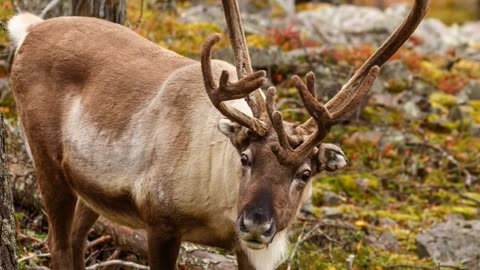 Reindeer Magic in Lapland: Fall Edition! #animals #wildlife #youtubeshorts #reindeers