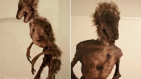 A PRIVATE COLLECTION OF STRANGE CREATURES HAS BEEN FOUND IN THE BASEMENT OF AN OLD LONDON HOUSE