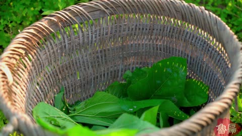 It took two months to record the life of the ancient silkworm, from which came China's Silk Road.