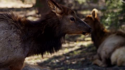 Wild deer in their habitat