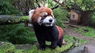 Red Panda Moshu Gently Enjoys Apple Treats