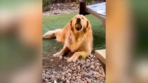 Funniest Cats And Dogs Videos 😁 - Best Funny Animal Videos 2023