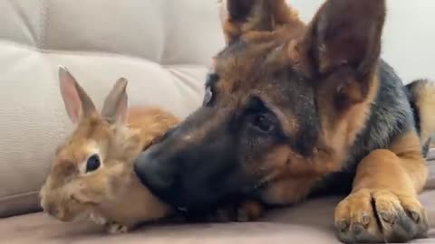 Can a German Shepherd Puppy and a Bunny be Friends?