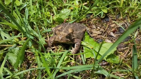 Toad