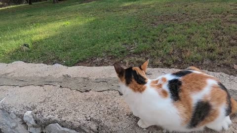 Jealous Calico cat says: Don't stroke other cat, just stroke me