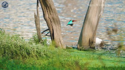 The World's Most Beautiful Birds: A Visual Feast