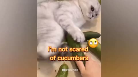 CATS SCARED????VERY FUNNYYYY OMG(N4 NEW!!!)