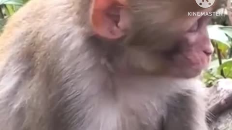 Funny monkey ☝️😂
