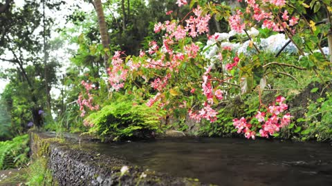 Flowers And Water Sound || Natural Bird Sounds